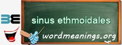 WordMeaning blackboard for sinus ethmoidales